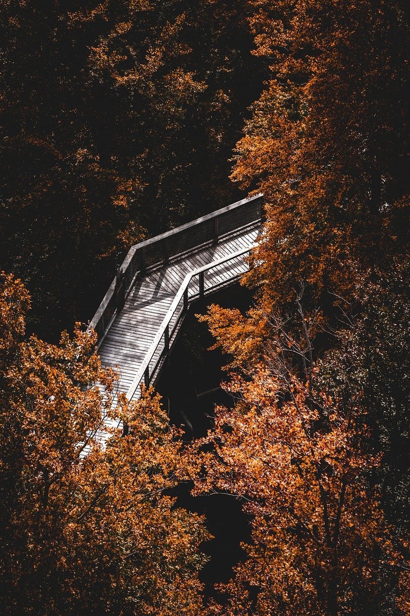 Forest Hike