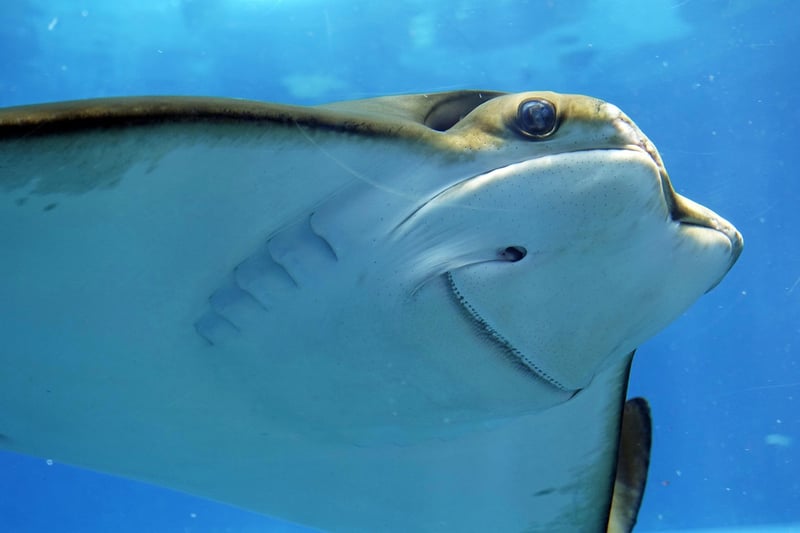 Colorful marine life